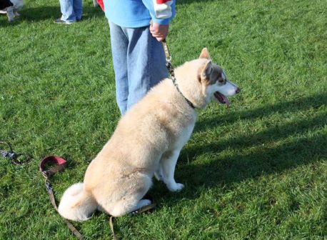 koerte jalutusväljak