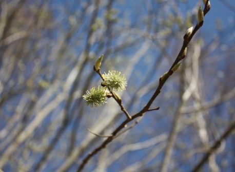 allergia