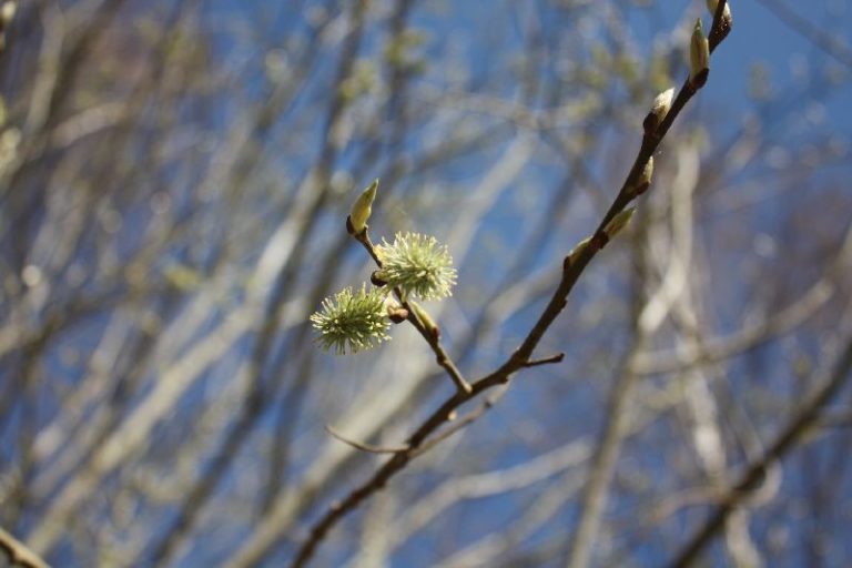 allergia